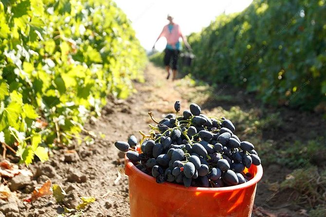 Adjarian Mountains Waterfalls Wine Tour Best views from Batumi Kobuleti - The guide, vehicle, and private format