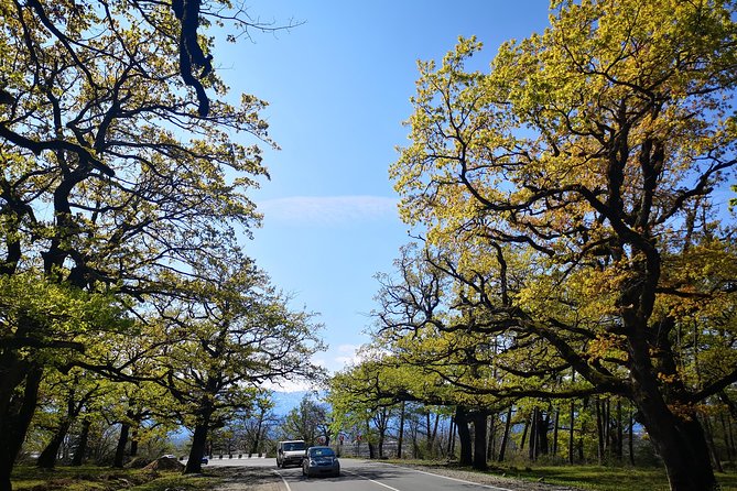Amazing All inclusive Tour for 7 Days From Tbilisi - Ushba, one of the Caucasus peaks