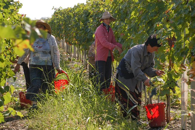 Highlights of Kakheti region-Signagi,Bodbe,Wine tasting(Private Tour) - Practical matters that affect your day