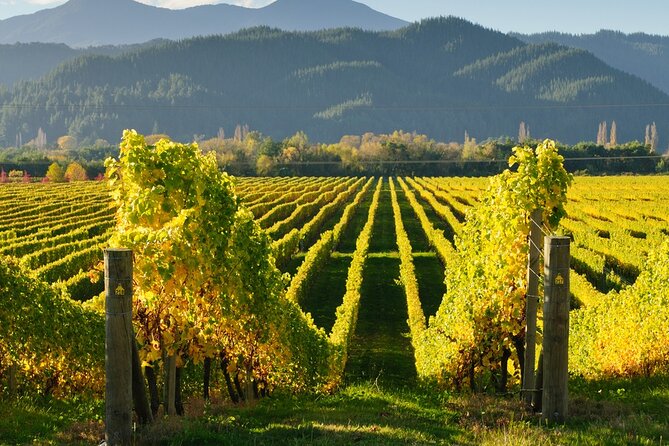 Kakheti: Bodbe, Sighnaghi, Telavi Wine Tour from Tbilisi - Telavi adds old trees and royal history