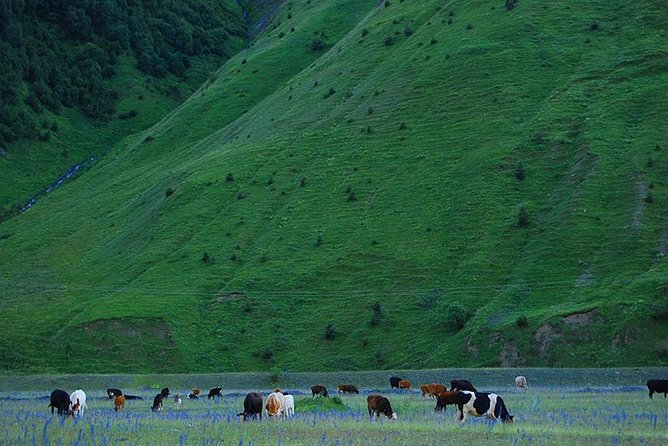 Kazbegi Adventure - Private Day Trip From Tbilisi with a Dinner + Masterclass - Why Kazbegi makes such a strong day trip from Tbilisi