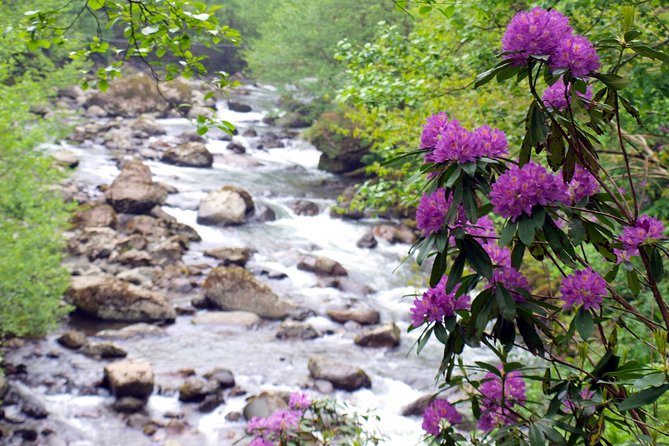 Mtirala National Park Tour - From Batumi to Mtirala’s wet mountain forest