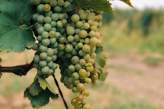 Private Day Trip to Kakheti Wine Region Including Wine Tasting - Leaving Tbilisi for Georgia’s wine country