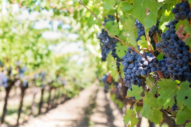 Private Day Trip to Kakheti Wine Region Including Wine Tasting - Is $39 good value?
