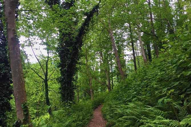 Private Hiking Tour to Mtirala National Park from Batumi - Why Mtirala works as a half-day escape from Batumi