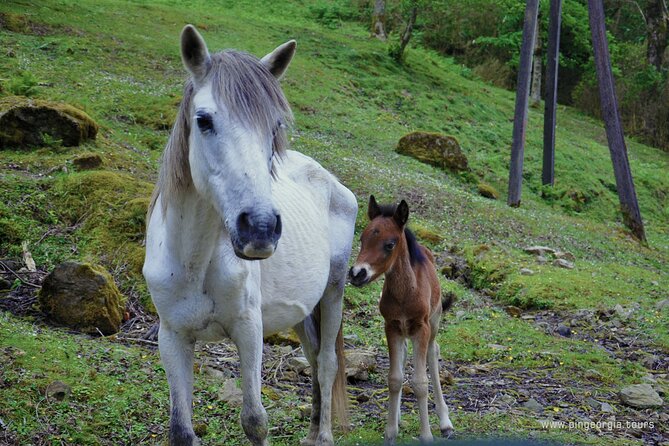Private Hiking Tour to Mtirala National Park from Batumi - What is included, and what will cost extra