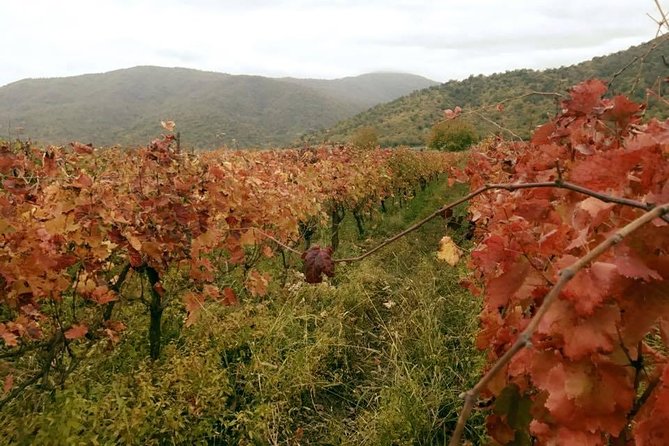 Private Tour to Mtskheta and Georgian Wine Tasting from Tbilisi - Samtavro Church for a shorter, quieter stop