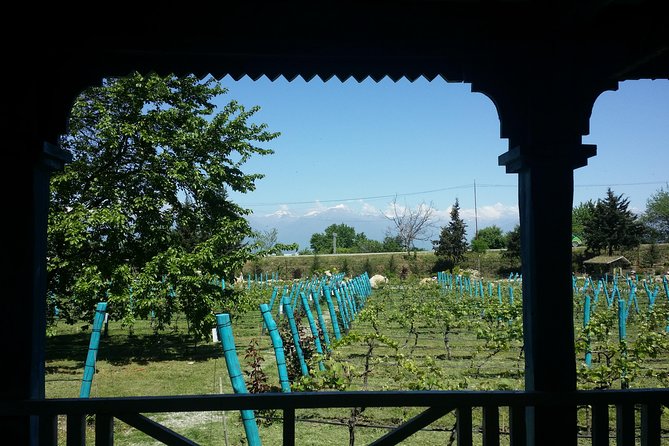 Private Wine Tour to Kakheti from Tbilisi - Shumi Winery for exhibits and European-style tasting