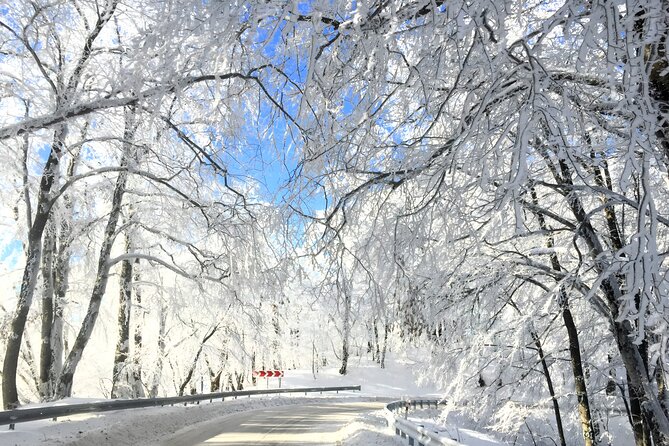 Tbilisi: Sabaduri Forest, Georgian Stonehenge & Bear Sanctuary - Sabaduri Forest and the reality of winter snow