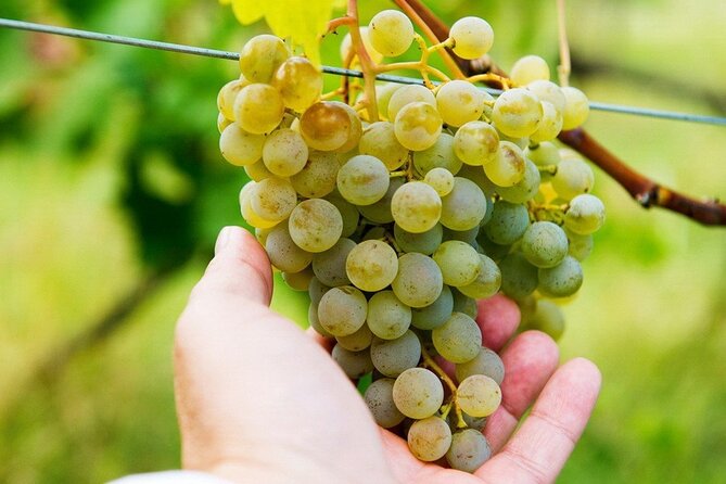 Whole day Wine Tour to Kakheti from Tbilisi - Manavi starts the day with homemade Georgian flavors